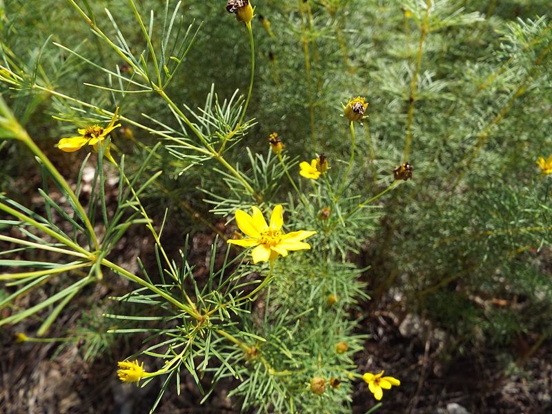 Threadleaf Coreopsis Blooms For Months With Minimal Care