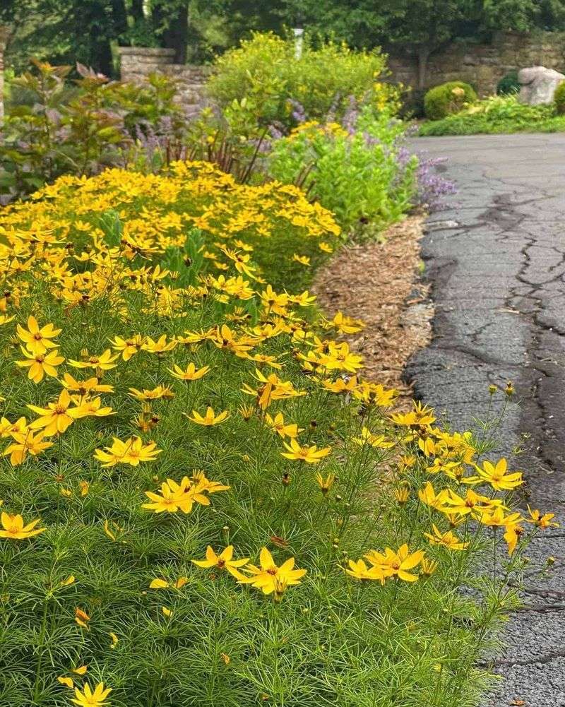 Threadleaf Coreopsis Keeps Blooming Through Summer Threadleaf Coreopsis Keeps Blooming Through Summer