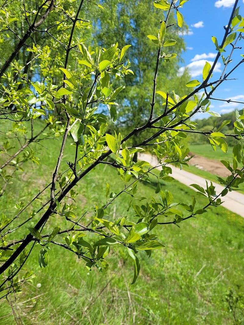 Threatens Forest Regeneration By Shading Out Tree Seedlings