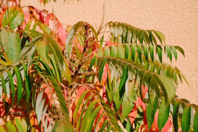 Three-Leaf Sumac