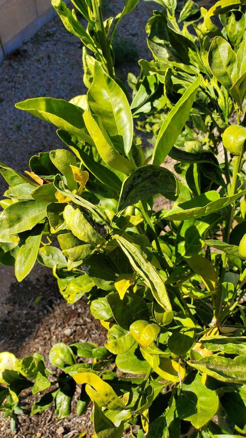 Thrips Can Distort Young Leaves Thrips Can Distort Young Leaves