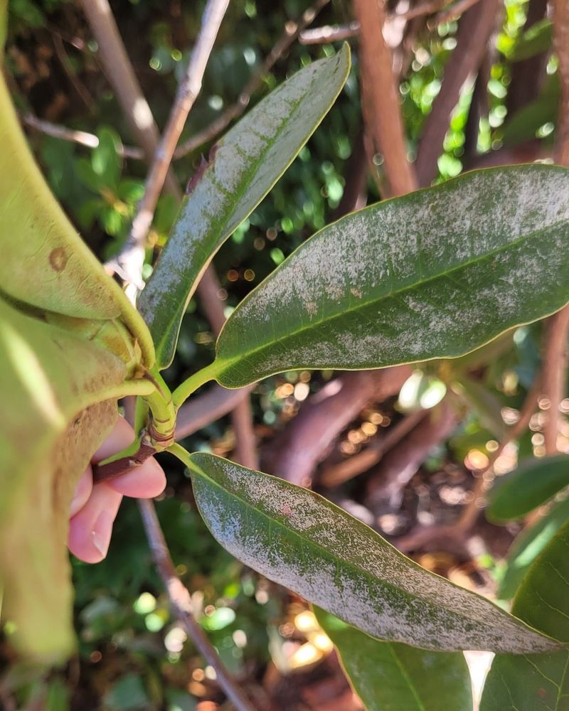 Thrips Leave Silvery Damage Before You See Them