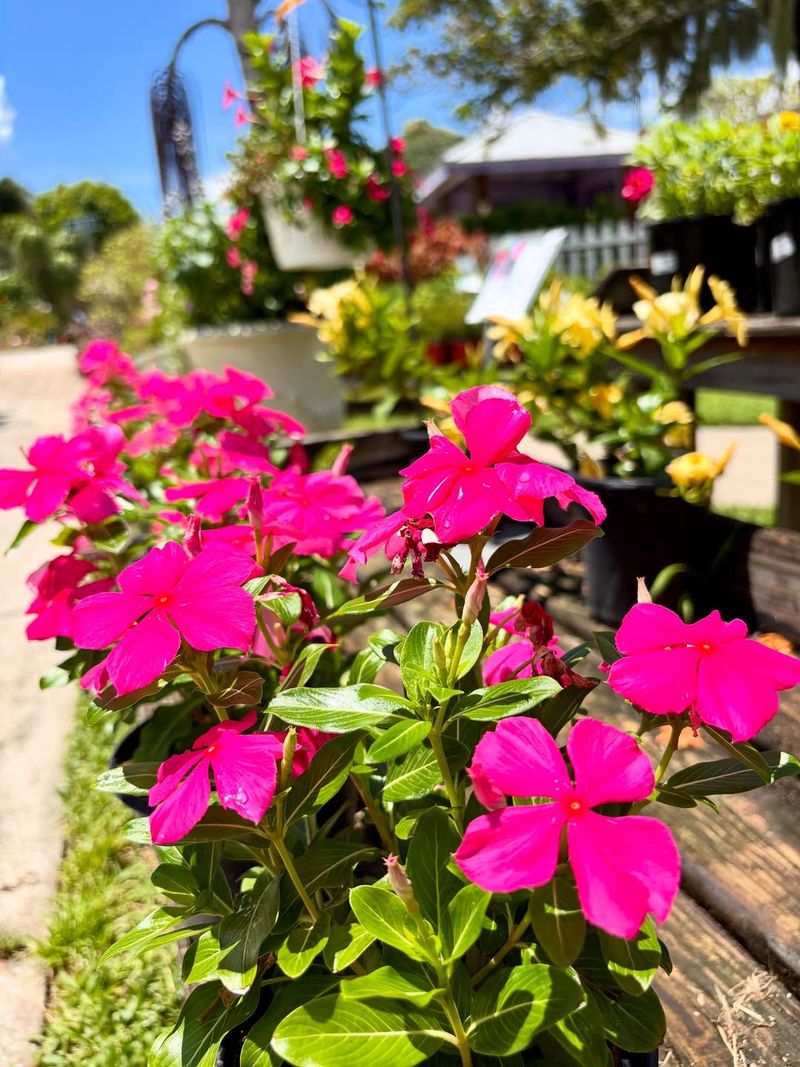 Thrives In Full Sun Or Light Shade