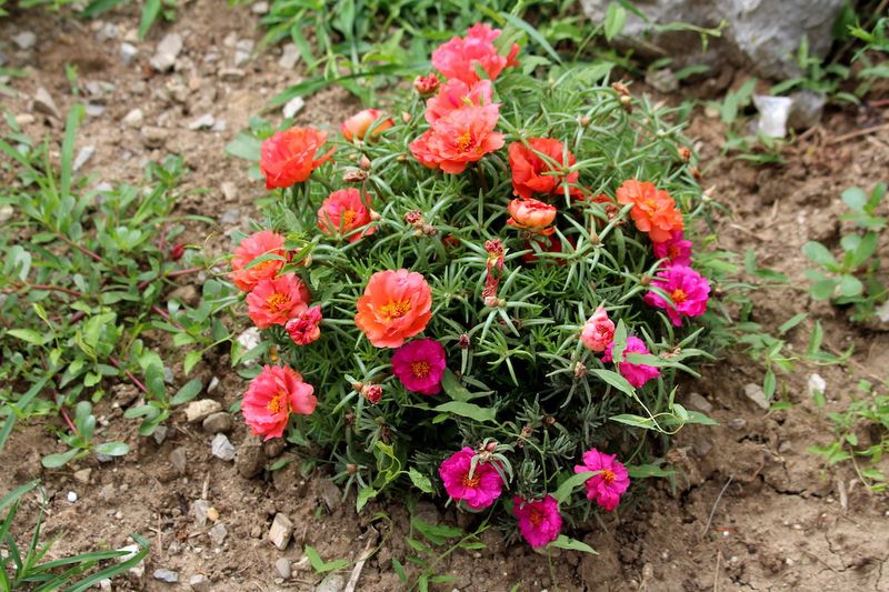 Thrives In Full Texas Sun