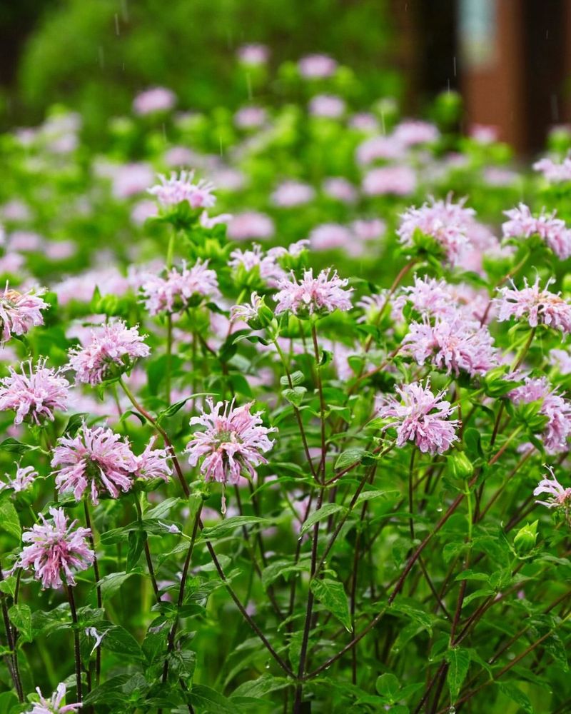 Thrives In Michigan Soil Conditions Most Plants Struggle With Thrives In Michigan Soil Conditions Most Plants Struggle With