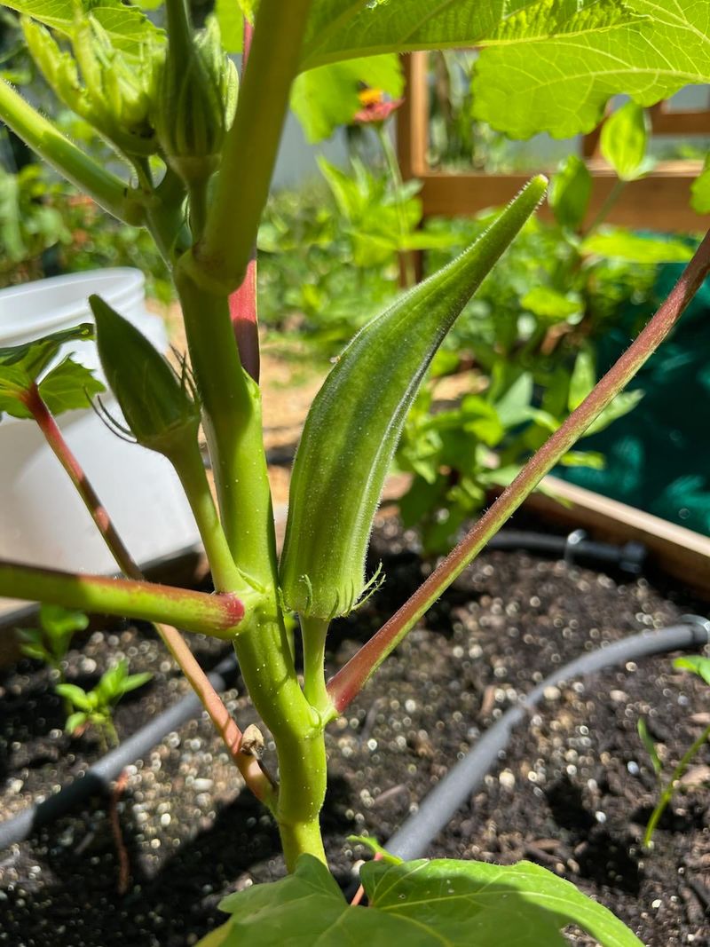 Thrives In North Carolina Heat