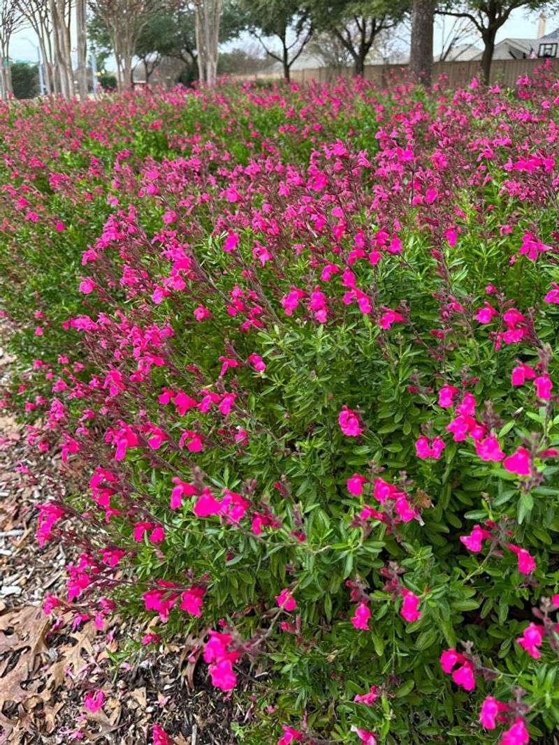 Thrives In Texas Heat Thrives In Texas Heat