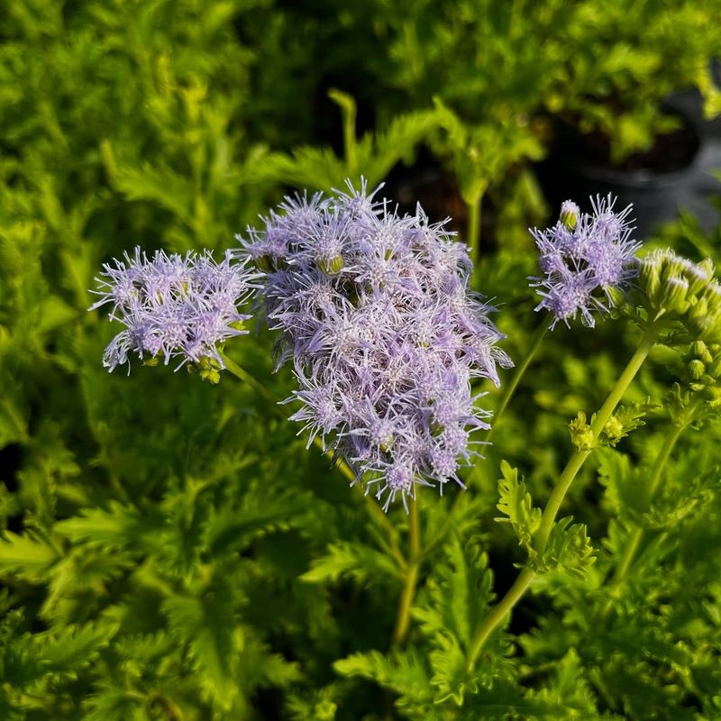 Thrives In The Texas Sun