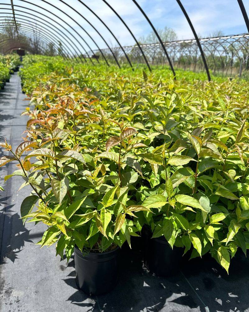 Thrives In Varied Conditions