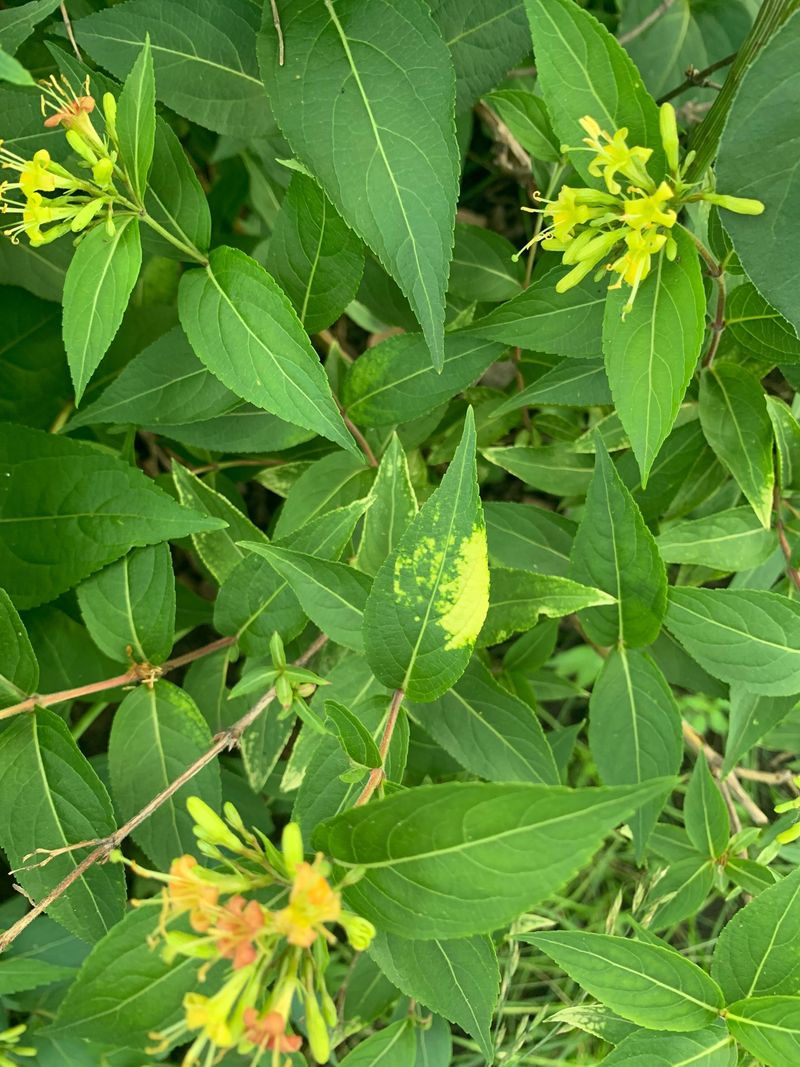 Thrives In Varied Soil Conditions Across Michigan Yards