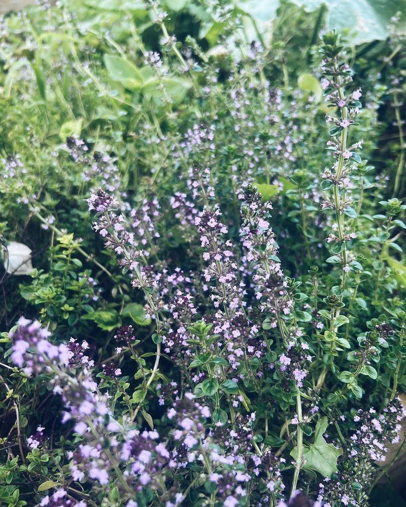 Thyme