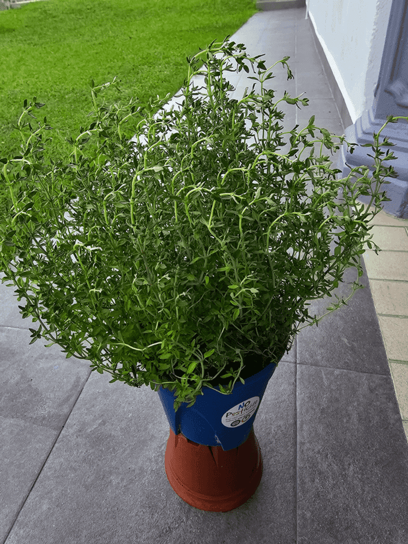 Thyme Adds Fragrance And Flavor