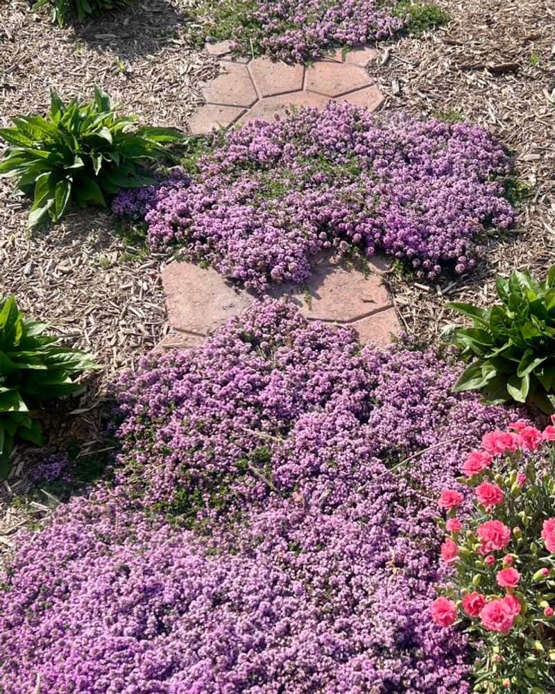 Thyme Creates A Fragrant Edge Along Walkways Thyme Creates A Fragrant Edge Along Walkways
