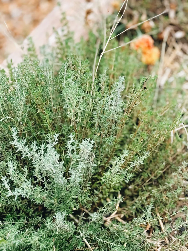 Thyme Handles Heat And Drainage