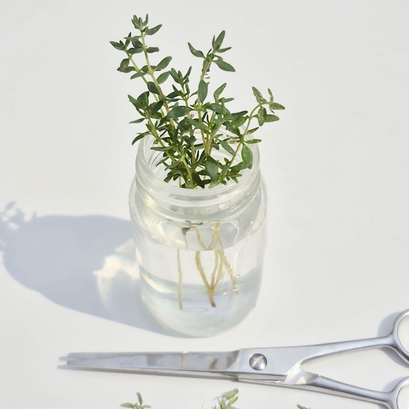 Thyme Makes More Kitchen Herbs Thyme Makes More Kitchen Herbs