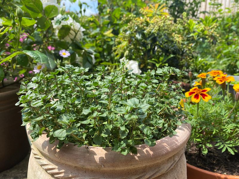 Thyme Thrives In Fast Draining Potting Mix Thyme Thrives In Fast Draining Potting Mix
