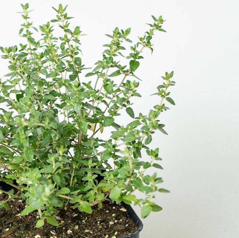 Thyme Thrives In Sunny Well-Drained Locations Thyme Thrives In Sunny Well-Drained Locations