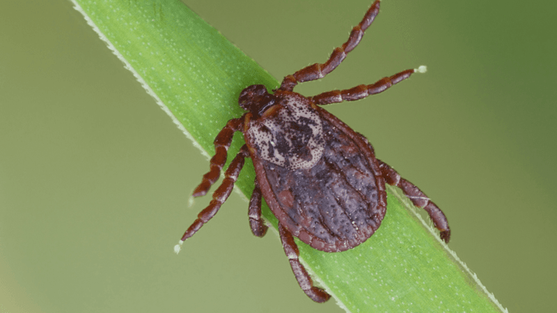 Tick Control Still Starts With Smart Yard Care