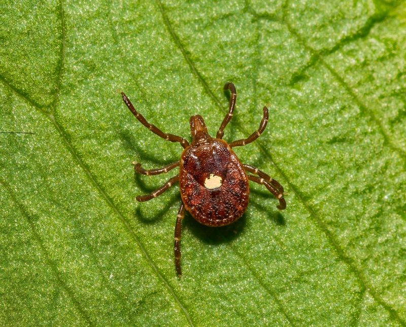 Tick-Deterring Ground Cover Tick-Deterring Ground Cover