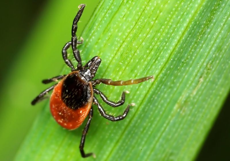 Tick-Deterring Qualities Tick-Deterring Qualities