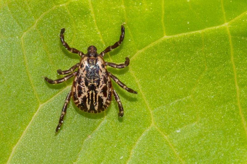 Tick Prevention Needs More Than One Herb Pot Tick Prevention Needs More Than One Herb Pot