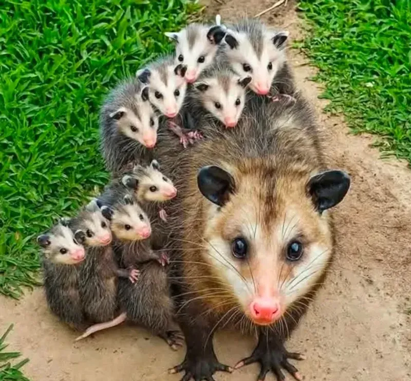 Ticks Are Only Part Of The Opossum Diet Story