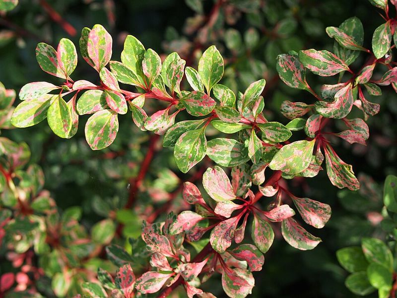 Ticks Find Perfect Shelter In Barberry Thickets