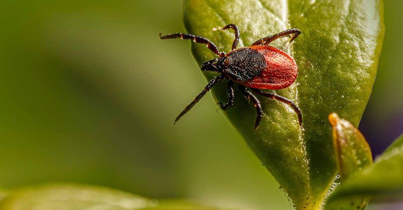 Ticks Prefer Brushy Edges More Than Open Ground Covers