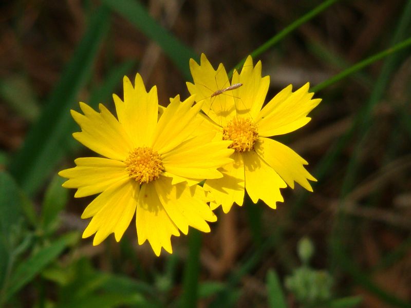 Tickseed (Coreopsis Lanceolata)