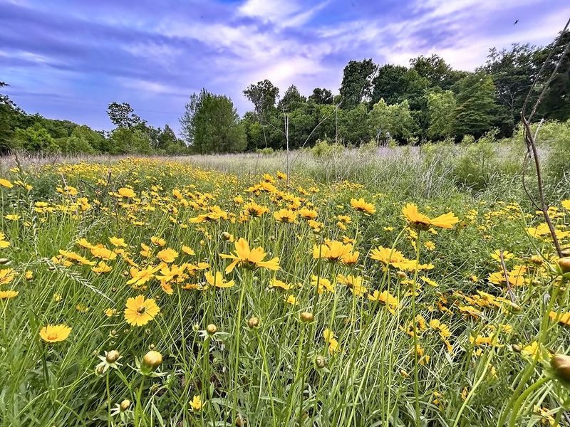 Tickseed Sunflower Brightens Damp Edges In Peak Heat