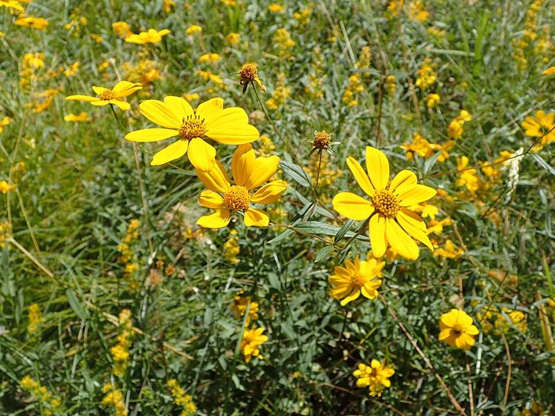 Tickseed Sunflower Brightens Damp Summer Edges Tickseed Sunflower Brightens Damp Summer Edges