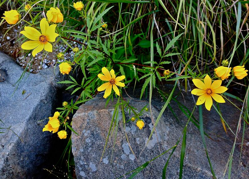 Tickseed Sunflower Brightens Moist Edges When Heat Peaks Tickseed Sunflower Brightens Moist Edges When Heat Peaks