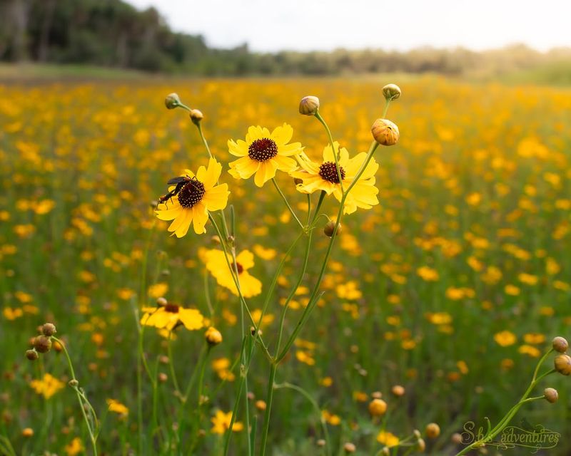 Tickseed Sunflower Brightens Wet Edges In Peak Heat