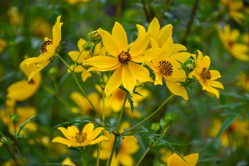 Tickseed Sunflower Tickseed Sunflower