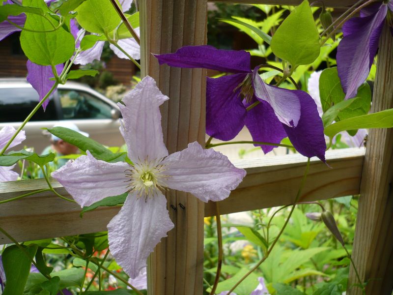 Tie Vines Loosely To The Support They Need Tie Vines Loosely To The Support They Need