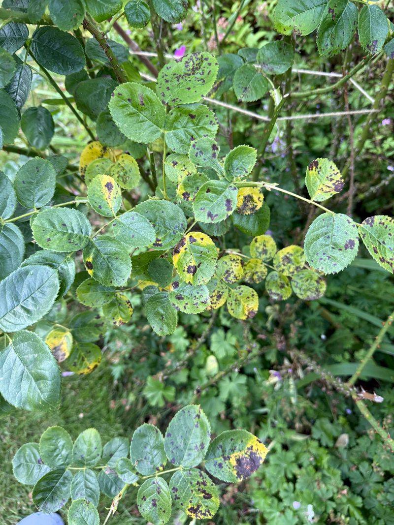 Tight Spacing Keeps Leaves Damp Longer