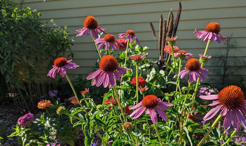 Till Plains Yards Reward Prairie Plants With Sun And Clay Tolerance Till Plains Yards Reward Prairie Plants With Sun And Clay Tolerance