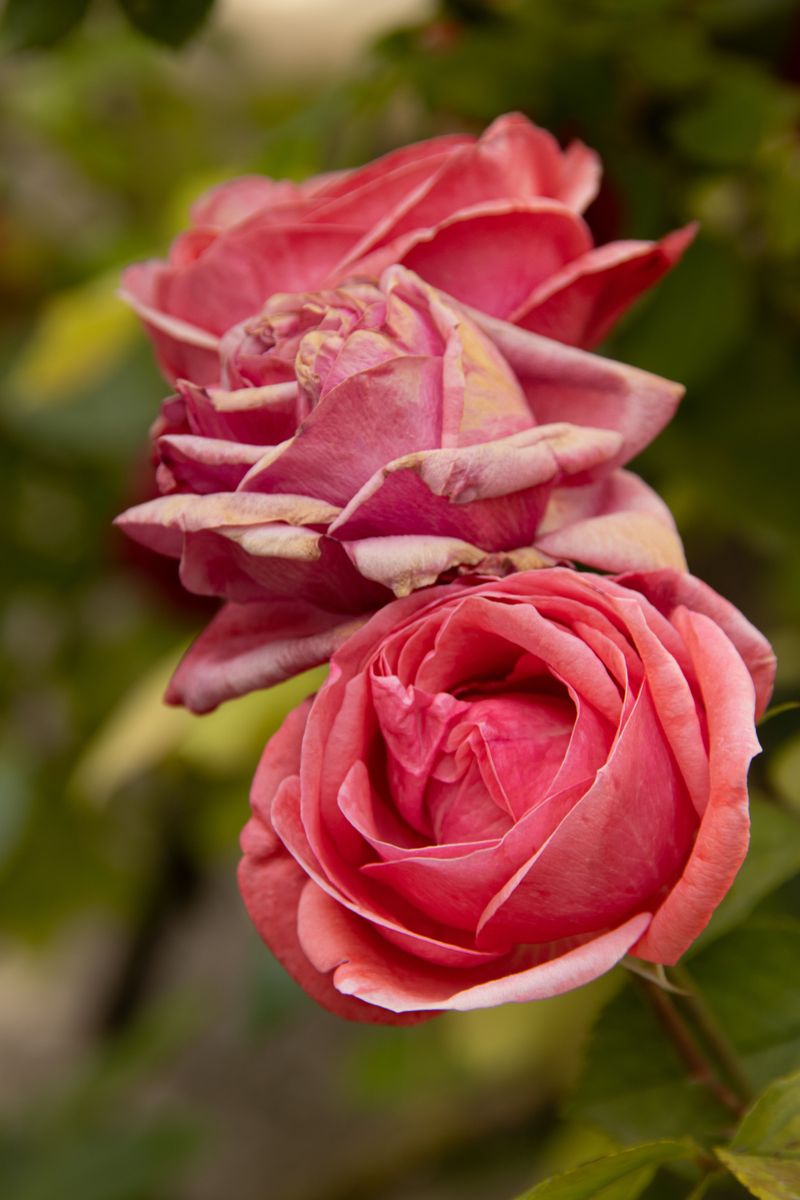Time It Right And Remove After Every Bloom Cycle Time It Right And Remove After Every Bloom Cycle