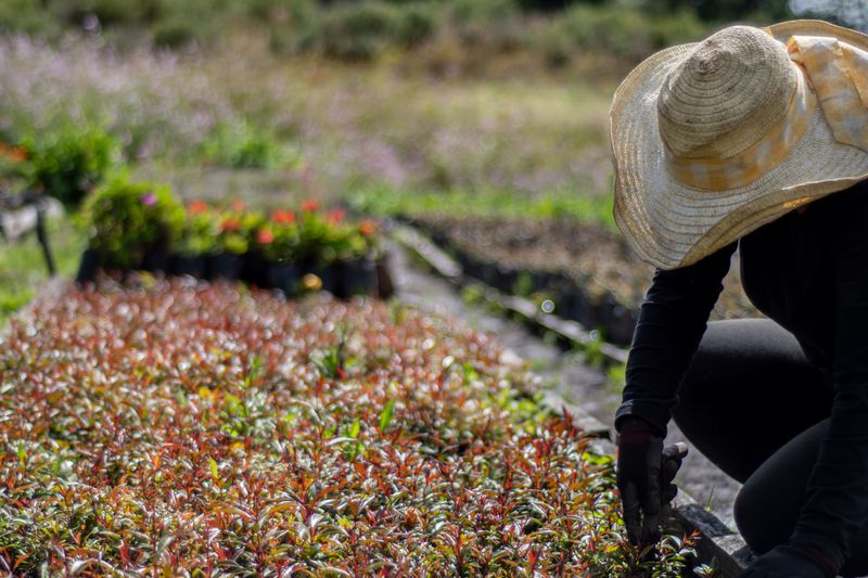Time Your Garden Work Around The Desert Sun