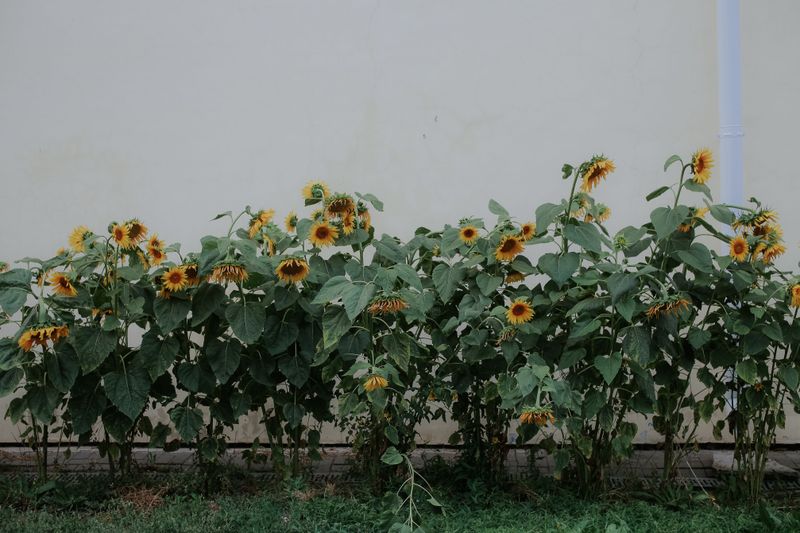 Time Your Sowing To Allow 70 To 100 Days Before Fall Time Your Sowing To Allow 70 To 100 Days Before Fall