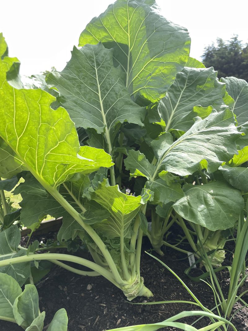 Timely Transplants Beat Summer Heat Timely Transplants Beat Summer Heat