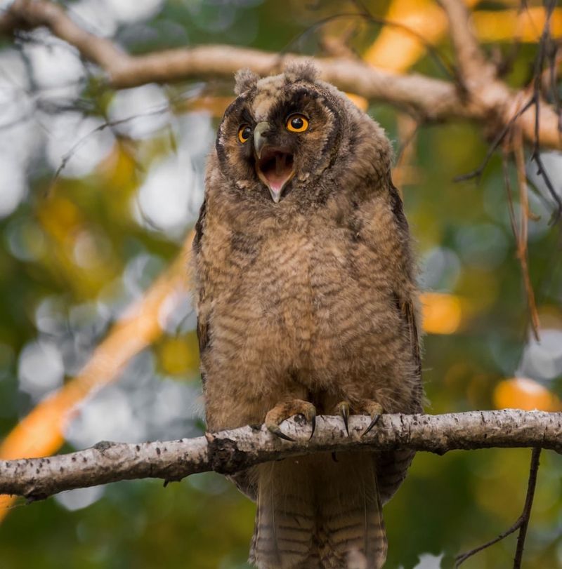 Times Of Year You're Most Likely To Hear Owls