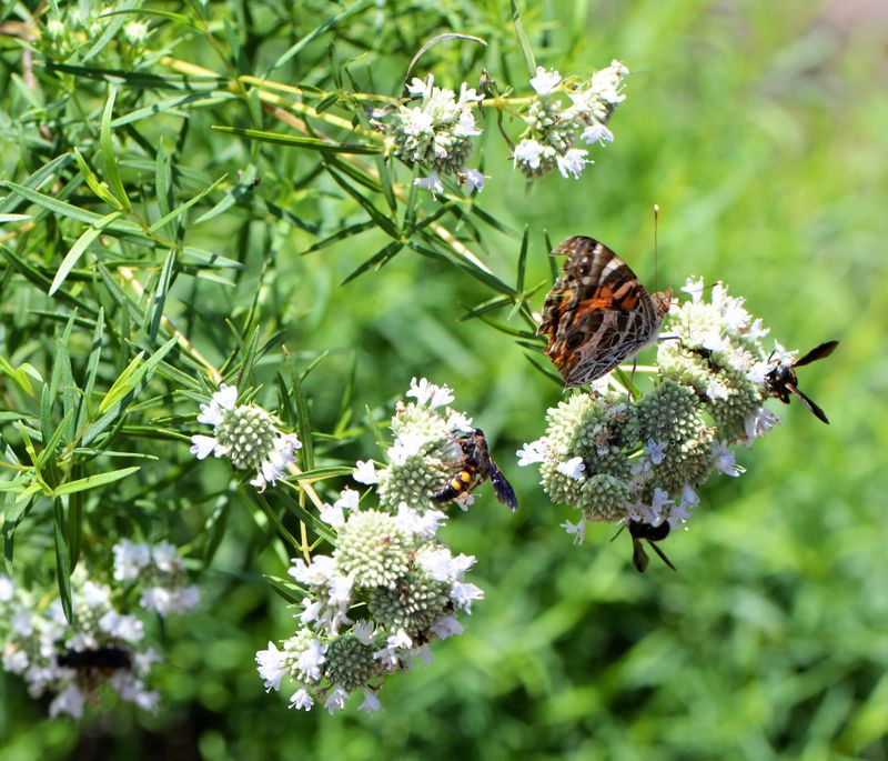 Tiny Blooms Bring Big Pollinator Activity