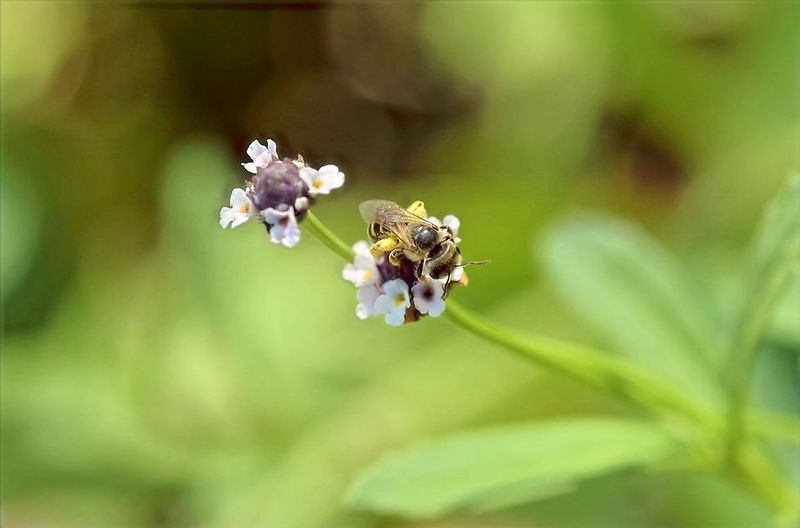 Tiny Blooms Turn Frogfruit Into Pollinator Habitat