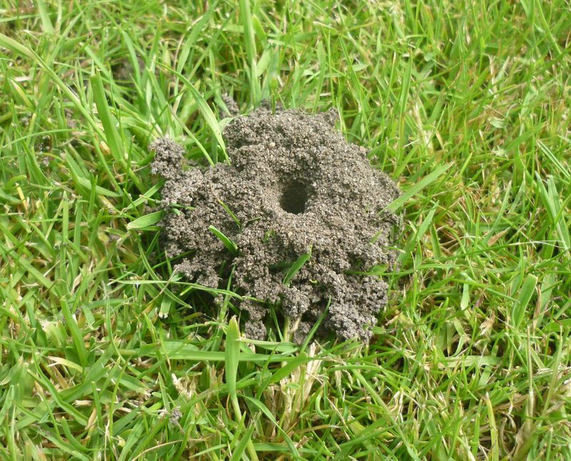 Tiny Dirt Mounds Mark Their Entrances