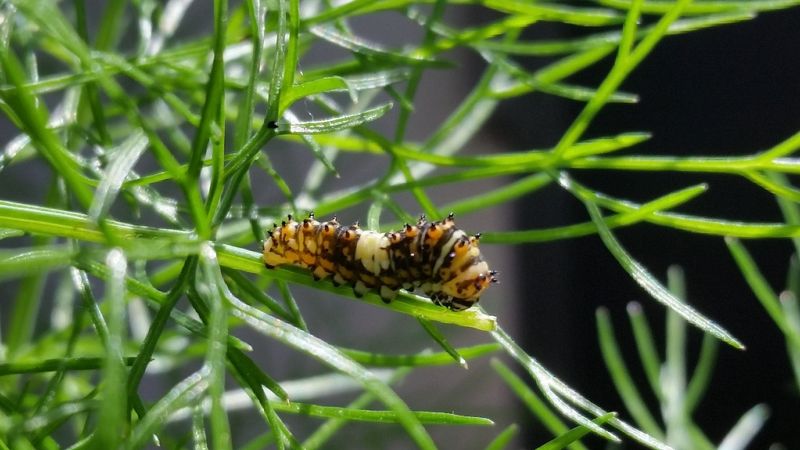 Tiny Eggs Could Be Hiding On Carrot Family Plants Tiny Eggs Could Be Hiding On Carrot Family Plants