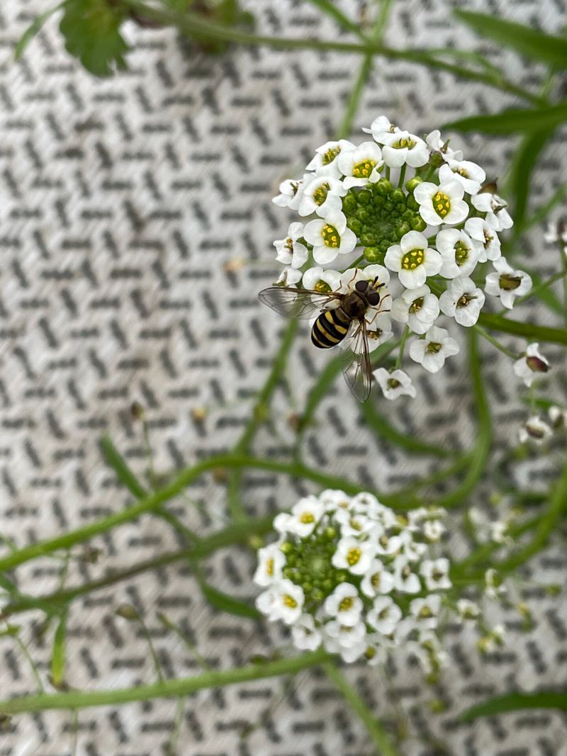 Tiny Flowers Feed Beneficial Insects Tiny Flowers Feed Beneficial Insects