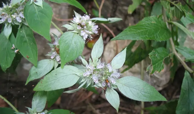 Tiny Flowers Feed Many Helpful Insects Tiny Flowers Feed Many Helpful Insects