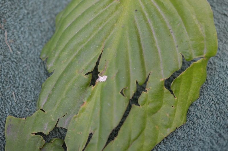 Tiny Green Nymphs Hide Before Gardeners Notice The Damage