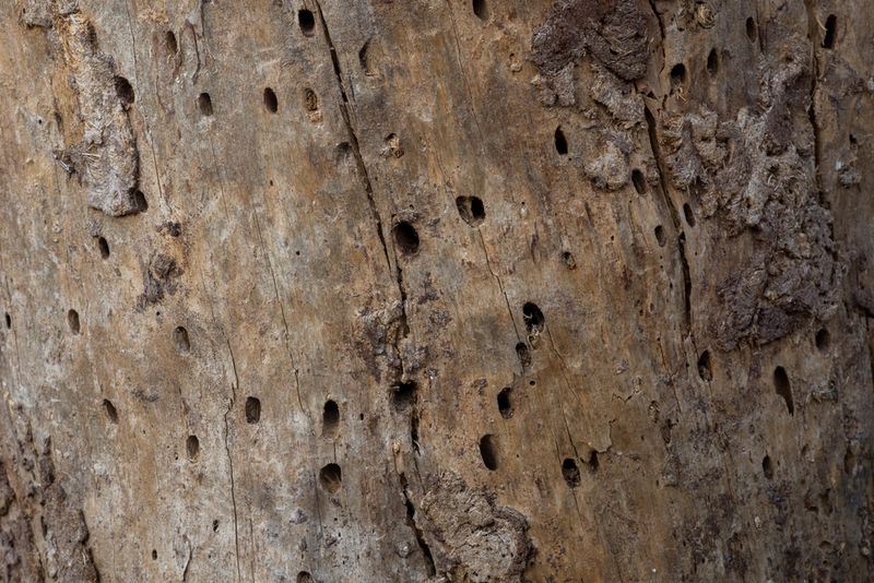 Tiny Holes And Boring Dust Can Signal Activity Tiny Holes And Boring Dust Can Signal Activity
